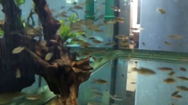 Микрорасбора галактика смотреть онлайн