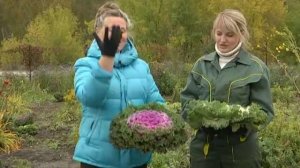 Рубрика "ЗаДачник": декоративная капуста