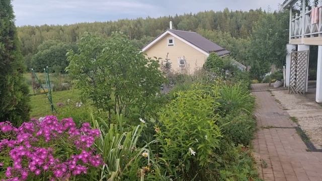 Розы и лилии, розарий перед обоезкой. 16.07.2023 смотреть онлайн