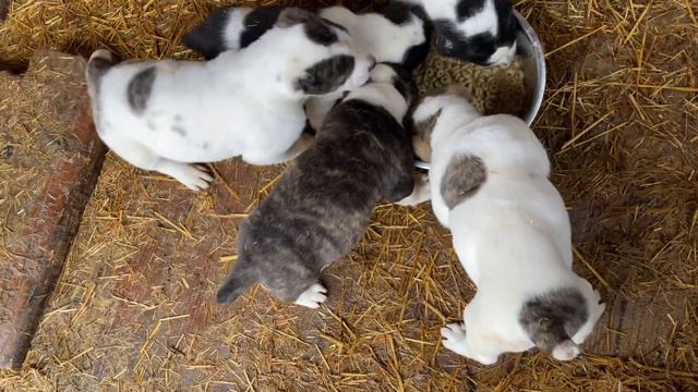 Завтрак правнуков БУЛЬДОЗЕРА. Линии БУЛЬДОЗЕРА и ТОПАЗА. Щенки САО/алабай.РКФ/FCI.+79157787787 Ольг смотреть онлайн