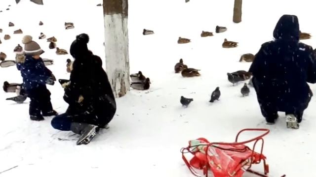 УТКИ ПРИЛЕТЕЛИ смотреть онлайн