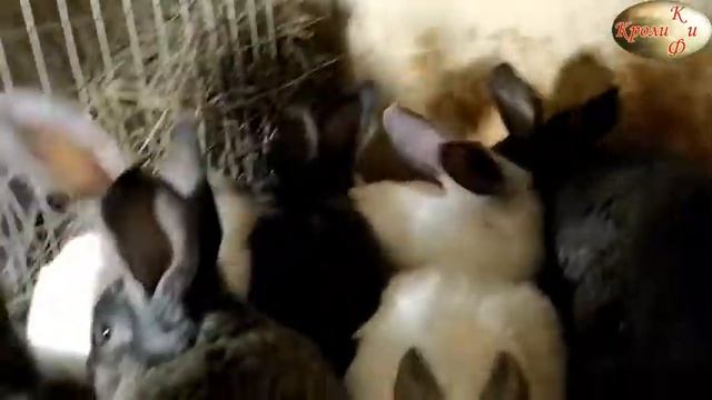 Отсутствие аппетита у крольчат при половом созреванииКролики плохо едят