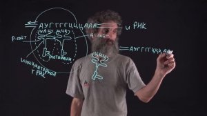 Цитология. Лекция 32. Синтез белка продолжение