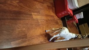 хромонога.mp4