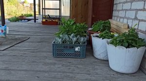 Жизнь Дачная #60. Драный сломался