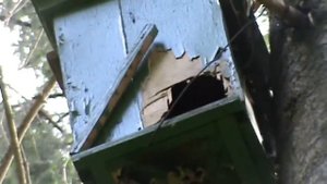 установка ловушки для роев