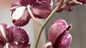 Каменная Роза. Phalaenopsis Magic art  +  Harlekijn
