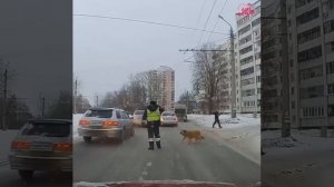 Гаишник помог собаке перейти дорогу