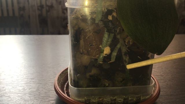 4 месяца после отсоединения детки от пенька смотреть онлайн