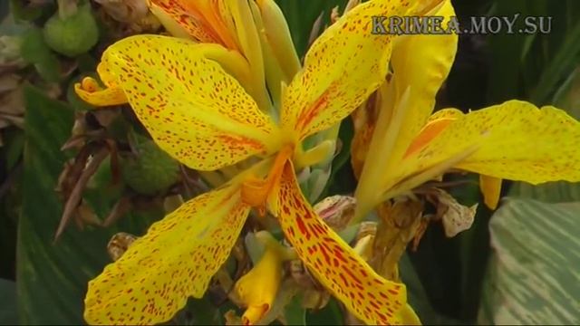 Крым. Ялта. Никитский ботанический сад. смотреть онлайн