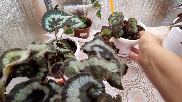 Обзор молодых бегоний, сеянцев клубневых на 2021 г., синей тайской и бегонии элатиор бориас смотреть онлайн