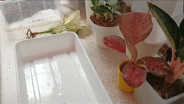 Любителям пересадок! ? Большая, немного нервная?, пересадка аглаонем ?. смотреть онлайн