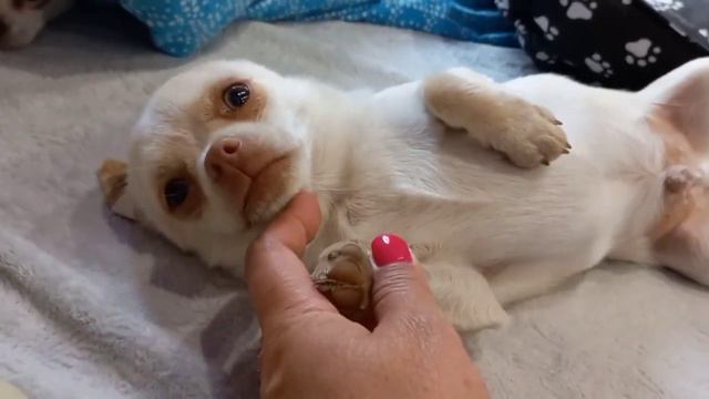 МИЛОТА продаётся чихуахуа мальчик Аяз Хакан ❤️ питомник Кастропуло доставка по миру+79787458062 смотреть онлайн