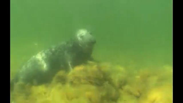 Жизнь тюленей имеет смысл смотреть онлайн