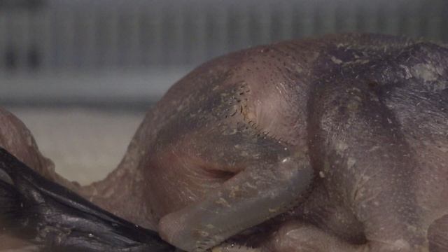 Как себя чувствует 5-дневный пеликан смотреть онлайн