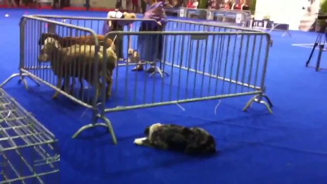 Крокус, загон овец смотреть онлайн