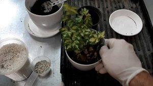 Плющ Вайт Вандер. Пересадка. Уход. Зачем нужен дренаж? В чем польза цеолита? Польза от перлита
