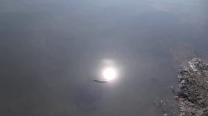 Рыбалка в Новокузнецке(река Томь)