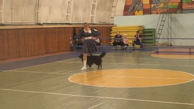 2017 05 21 Воткинск Ромодина Татьяна и шелти Шенгем фрист откр смотреть онлайн