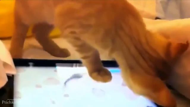 Домашние животные играют на ipad смотреть онлайн