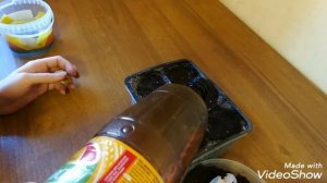 ФИНИКОВАЯ ПАЛЬМА ИЗ КОСТОЧКИ. ОТ ПОСАДКИ ДО ПОЯВЛЕНИЯ РАССЕЧЁННЫХ ЛИСТЬЕВ.