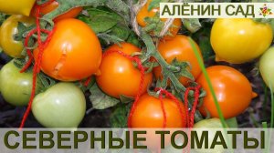 СЕВЕРНЫЕ ТОМАТЫ ОТ ОКСАНЫ