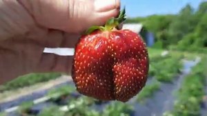 Дегустация клубники Марышка