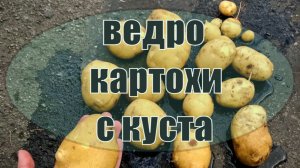 Чем удобрять картофель, чтобы получать богатый урожай