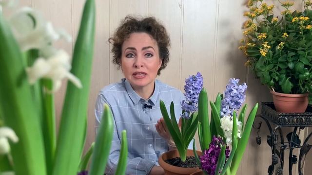 Как вырастить Гиацинты. Гиацинты посадка и уход. смотреть онлайн