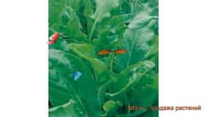 Щавель обыкновенный Малахит (malakhit) ? щавель Малахит обзор: как сажать семена щавеля Малахит