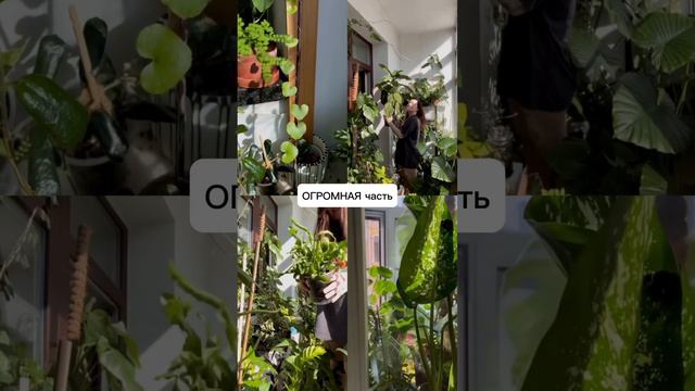 #комнатныерастения #растениядома #растения #алоказия #хойя #филодендрон #хойи #монстера