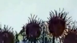 ходит дурачок