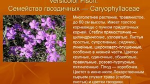 кровоостанавливающие растения