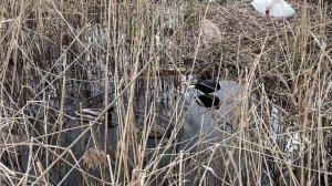 Мир у гнезда