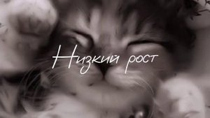 Саблиминал на низкий рост