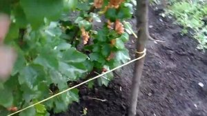 Смородина "Розовый жемчуг" 14. 07.2017