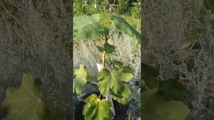 выращиваем инжир из семечки, польза листьев инжира, ароматный чай