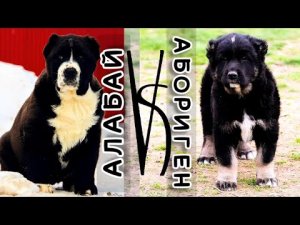 Щенки алабая против щенков Саги Дахмарда?Разбираем причины изменения аборигенной породы (ч.2)