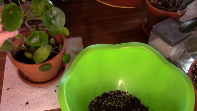 Pilea Peperomioides Repot Lots of Babies смотреть онлайн