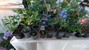 Выставка - продажа растений в ТРЦ Галактика. Краснодар.