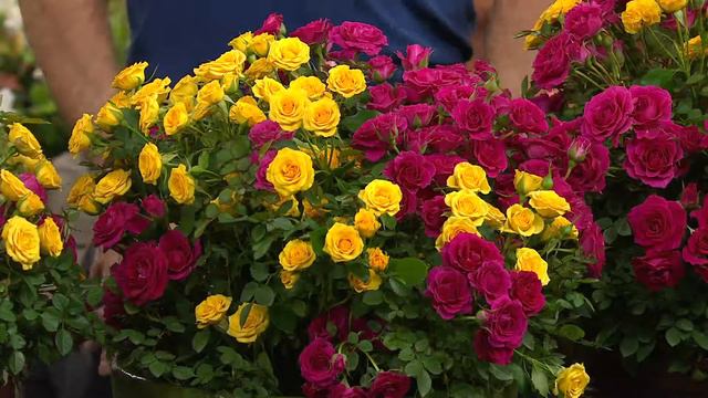 Cottage Farms Dazzling Design 4-pc Miniature Rose Collection with Rick Domeier смотреть онлайн