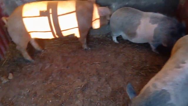 Борьба за каждый кило джоуль //Утепление потолка в сарае дешево и эффективно смотреть онлайн