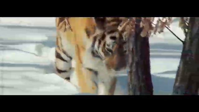 Песня "Дальний Восток" смотреть онлайн