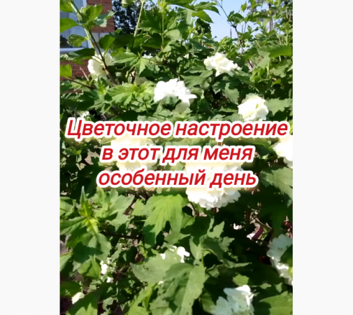 Цветочное настроение в этот для меня особенный день