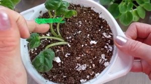 Трейлерные Фиалки. О них : Формирование и Уход.