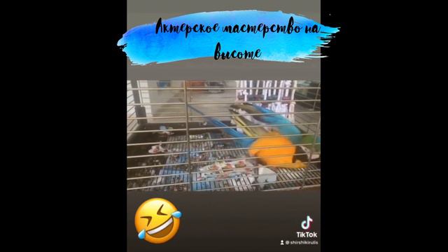 Ара. смотреть онлайн