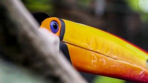 Toucan sound effect-  egzotic toucan bird sound