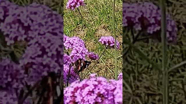 Red Admiral butterfly enjoying nectar on tall verbena in my garden