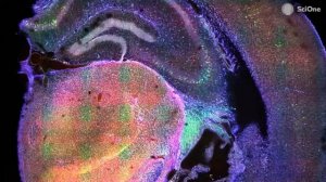 БЕСОВСКАЯ наука | Александр Панчин