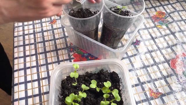 ВЫРАЩИВАНИЕ РАССАДЫ ПЕКИНСКОЙ КАПУСТЫ смотреть онлайн